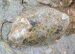 Hoploscaphites (Jeletzkytes) Ammonite Cluster- South Dakota #46865-2